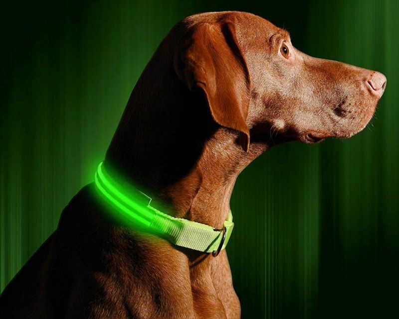 LED Dog Collar USB Rechargeable - Available in 6 Colors & 6 Sizes - Makes Your Dog Visible, Safe & Seen