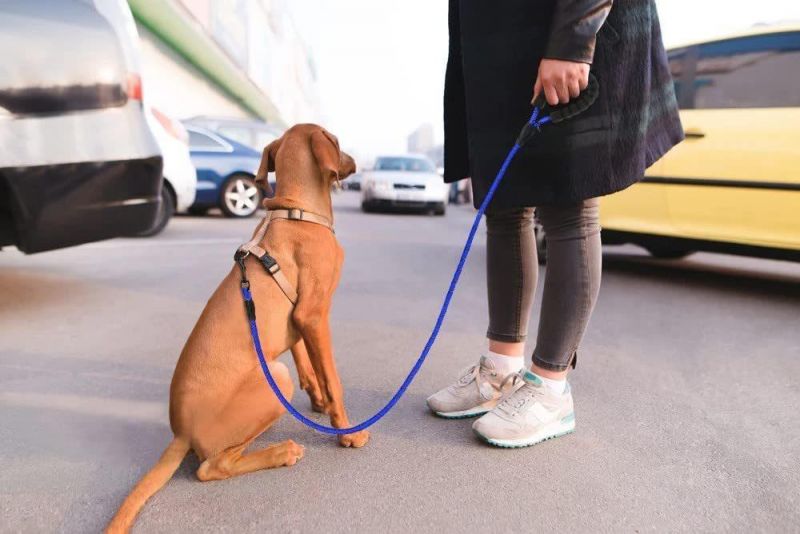 Strong Dog Lead Comfortable Padded Handle Reflective Custom Dog Leash Rope Dog Leash