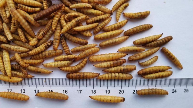 Black Soldier Worms Feed for Poultry and Aquarium Fish