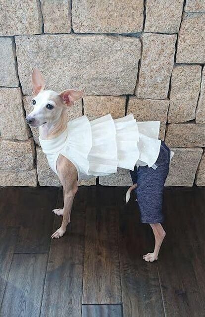 Summer New Style Pet Clothing Fashion Pet Skirt White Strap Shutter Skirt
