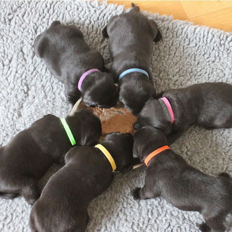 12 PCS/Set Puppy Newborn Pets Identify Collars Adjustable Nylon Small Pet Dog Collars