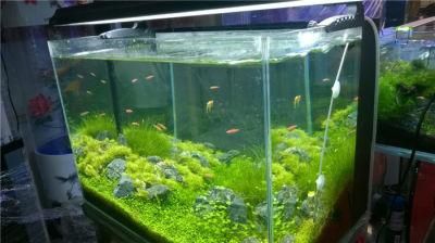 Fishshop Display Beautiful Designed Aquarium Fish Tank