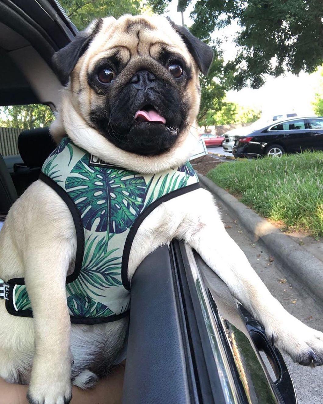 Pet Product Luxury Soft Nylon Printed Reversible Pet Dog Harness