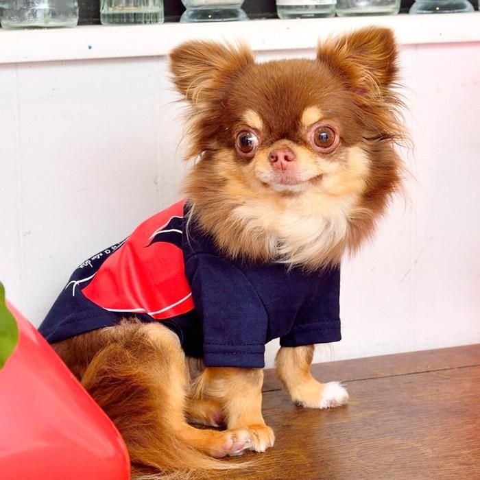 Fashion Pet T-Shirt Versatile Knit Lovely T-Shirt Black Gray Simple Generous Red Heart Pattern Dog Clothes