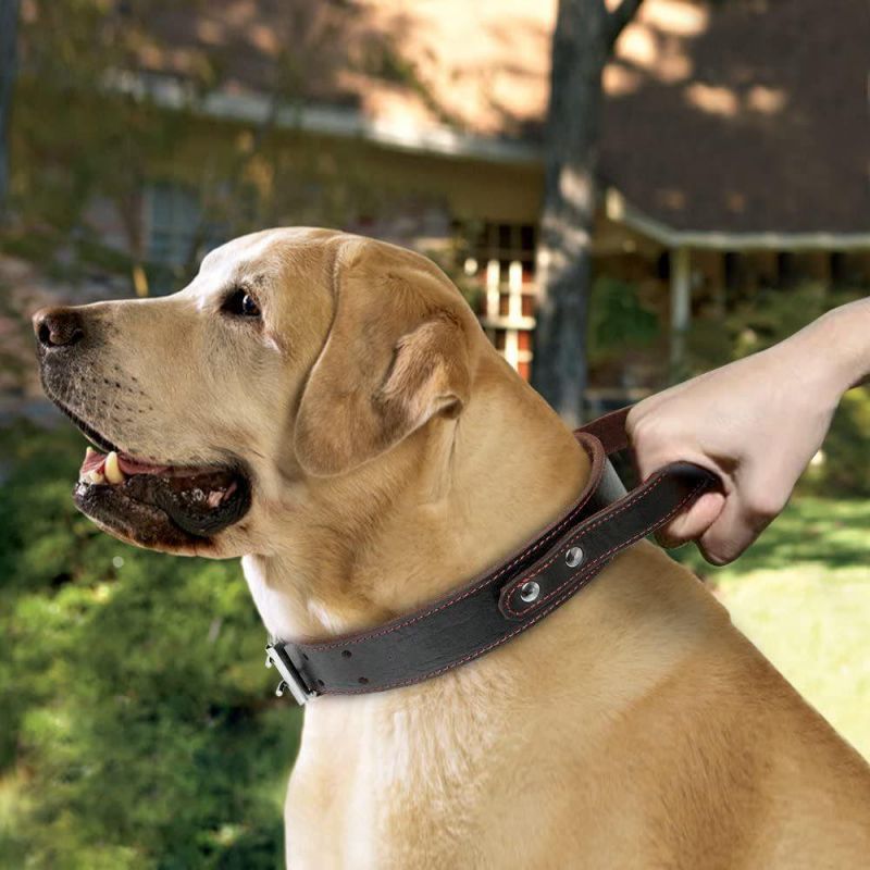 Genuine Leather Dog Collar for Walking & Training Heavy Duty Dog Collar with Handle