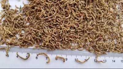 Frozen Bloodworms for Ornamental Fish