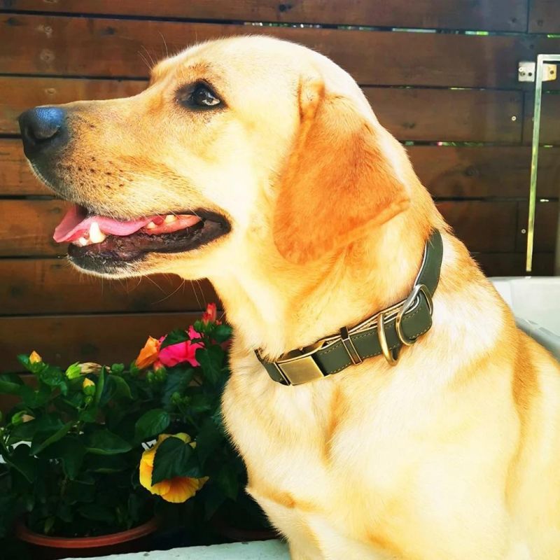 High Quality and Comfort Leather Dog Collar
