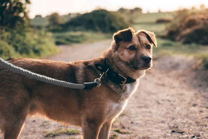 Braided Cotton Leads W/Strong Leather Finish for Small Medium and Large Breed Dogs