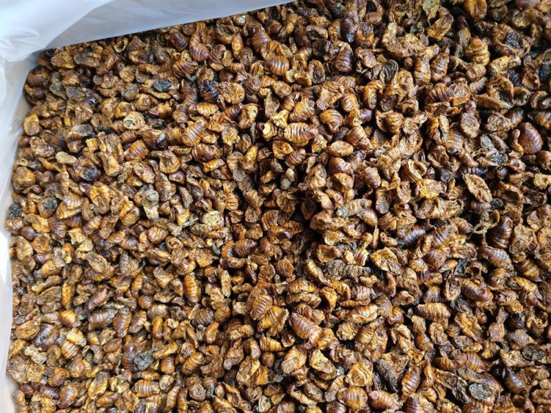 Wholesale Hot Sell High Protein Dried Silkworm Pupae