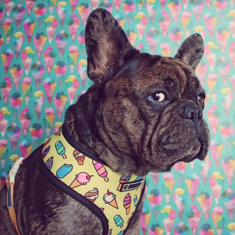 Wholesale Supplies High Quality Designer Custom Print Adjustable No-Pull Easy Walk Pet Dog Harness Leash Set
