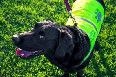 Dog High Visibility Vest for Outdoor Activity Day and Night