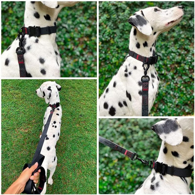Quick Release Buckle Waterproof Dog Collar