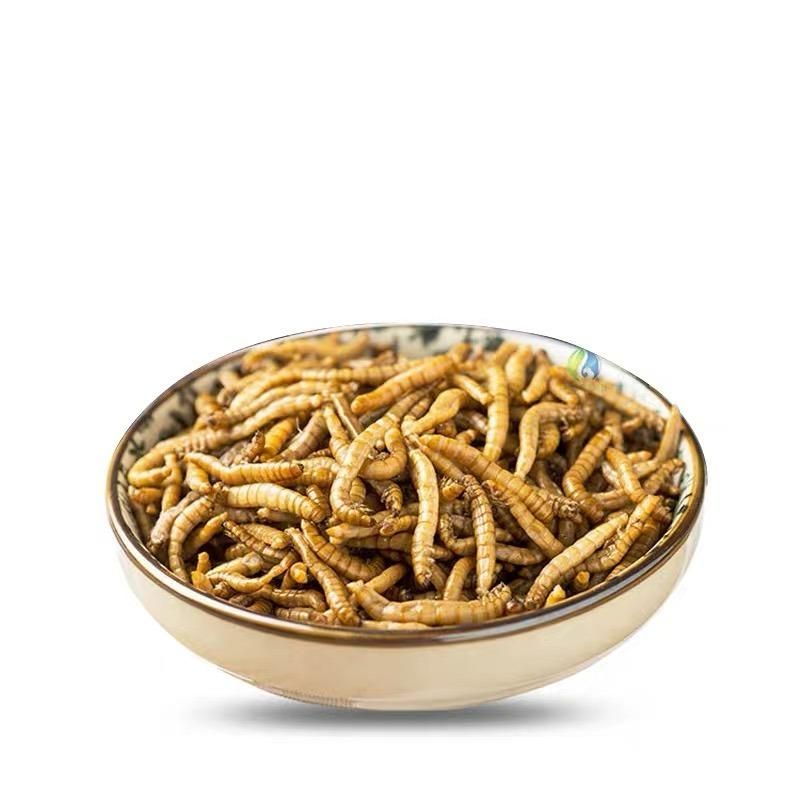 High Protein Fresh Mealworm for Fish Feed and Arowana Food