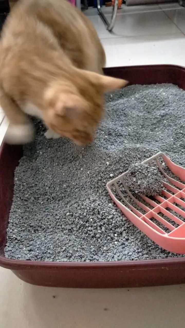 Super Order Control Bentonite Cat Litter