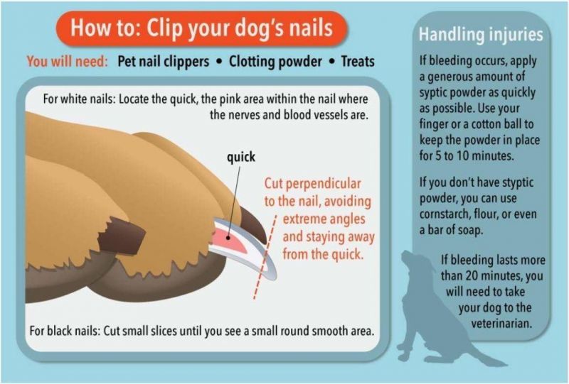 Dog Nail Clippers and Trimmer for Medium and Large Breeds