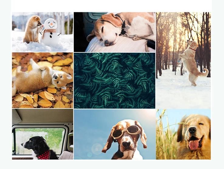 Waterproof Dog Collar for Pet Training PU Dog Collars