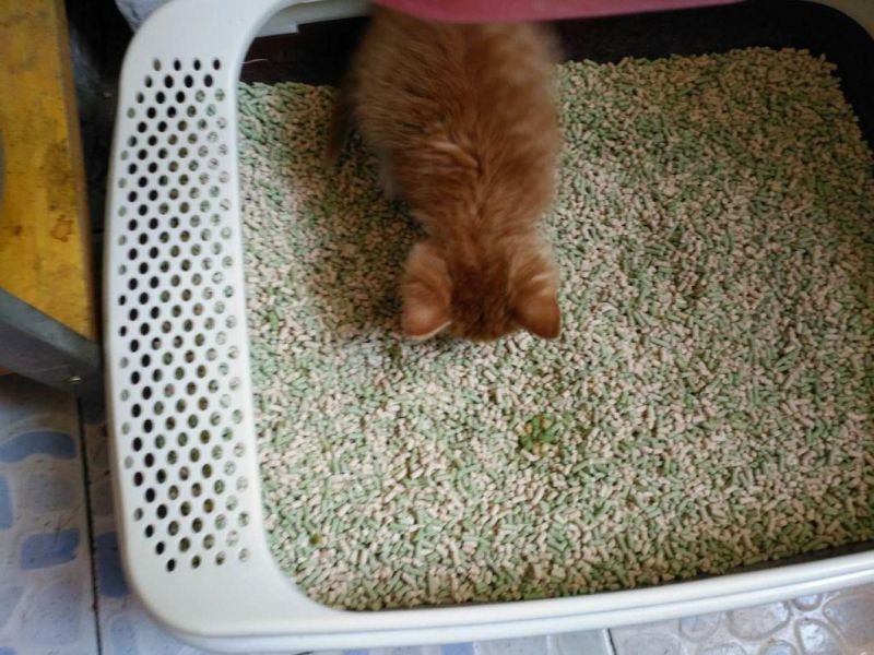 High Quality Tofu Cat Litter with Strong Clumping and Toilet Flushing