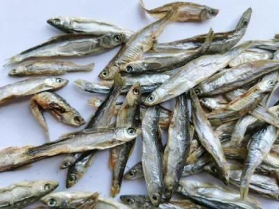 Dried River Fish for Dogs and Cats Feeding