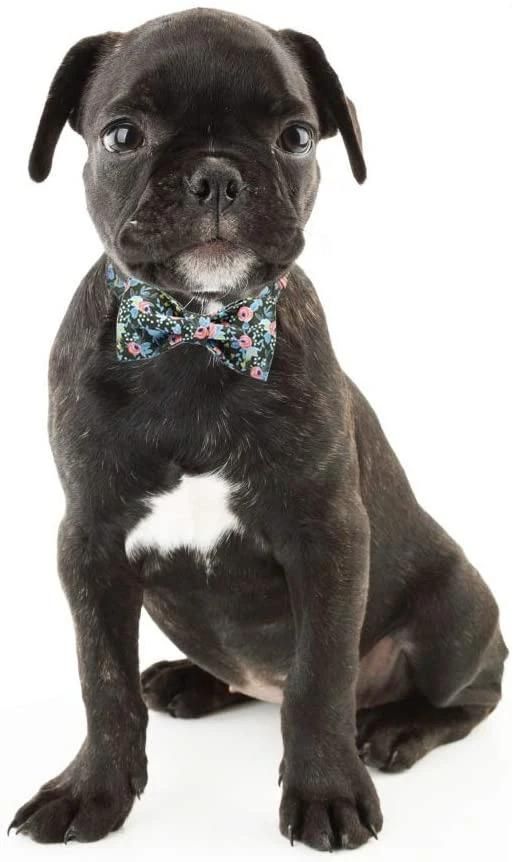 Adjustable Dog Collar with Bow Tie