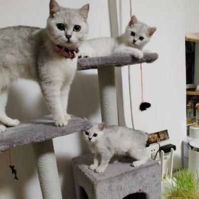 Dropshipping Large Stylish Multi-Level Play House Climb Activity Center Tower Stand Product Cat Tree