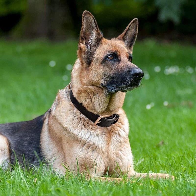 Flexible and Super Soft Leather Dog Collar with Multiple Colors