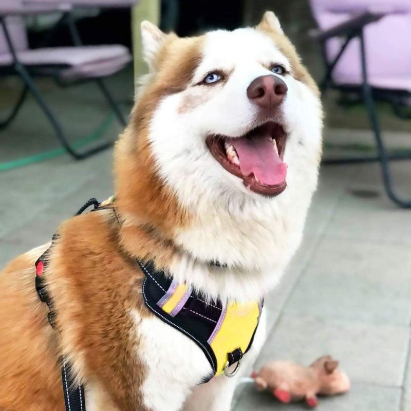 Reflective&Comfortable Soft Air Mesh Lining Dog Harness