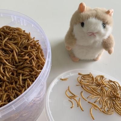 Mealworms Widely Used Superior Quality Mealworm Fish Bird Food Factory