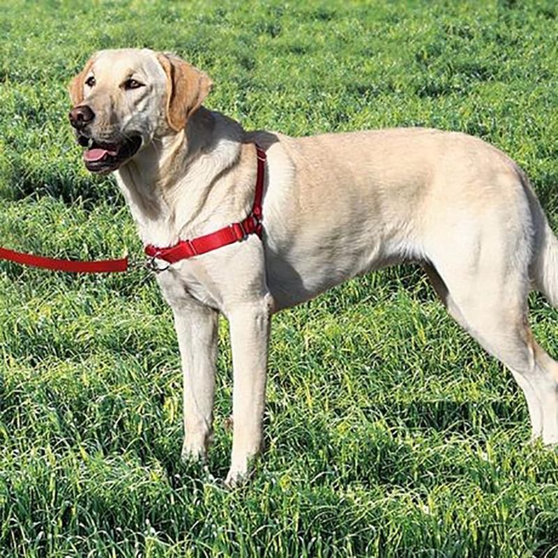 Reflective Nylon Collar Pet Products Adjustable Guide Training Dog Harness