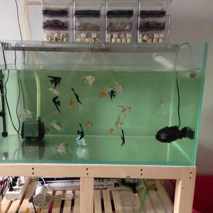 Custom High Quality Curve Ultra Clear Glass Aquarium