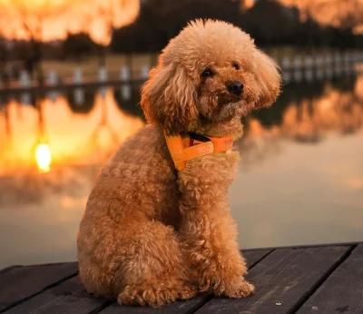 2021 Popular Nylon Reflective Dog Harness Pet Belt for Outdoor