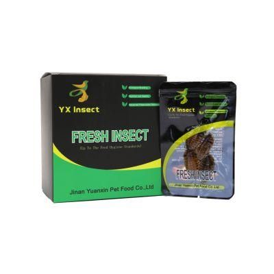High Protein Fresh Grasshopper for Fish Feed