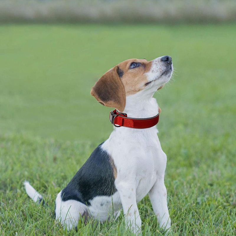 Safety Buckle & Heavy Duty Ring Reflective Dog Collar