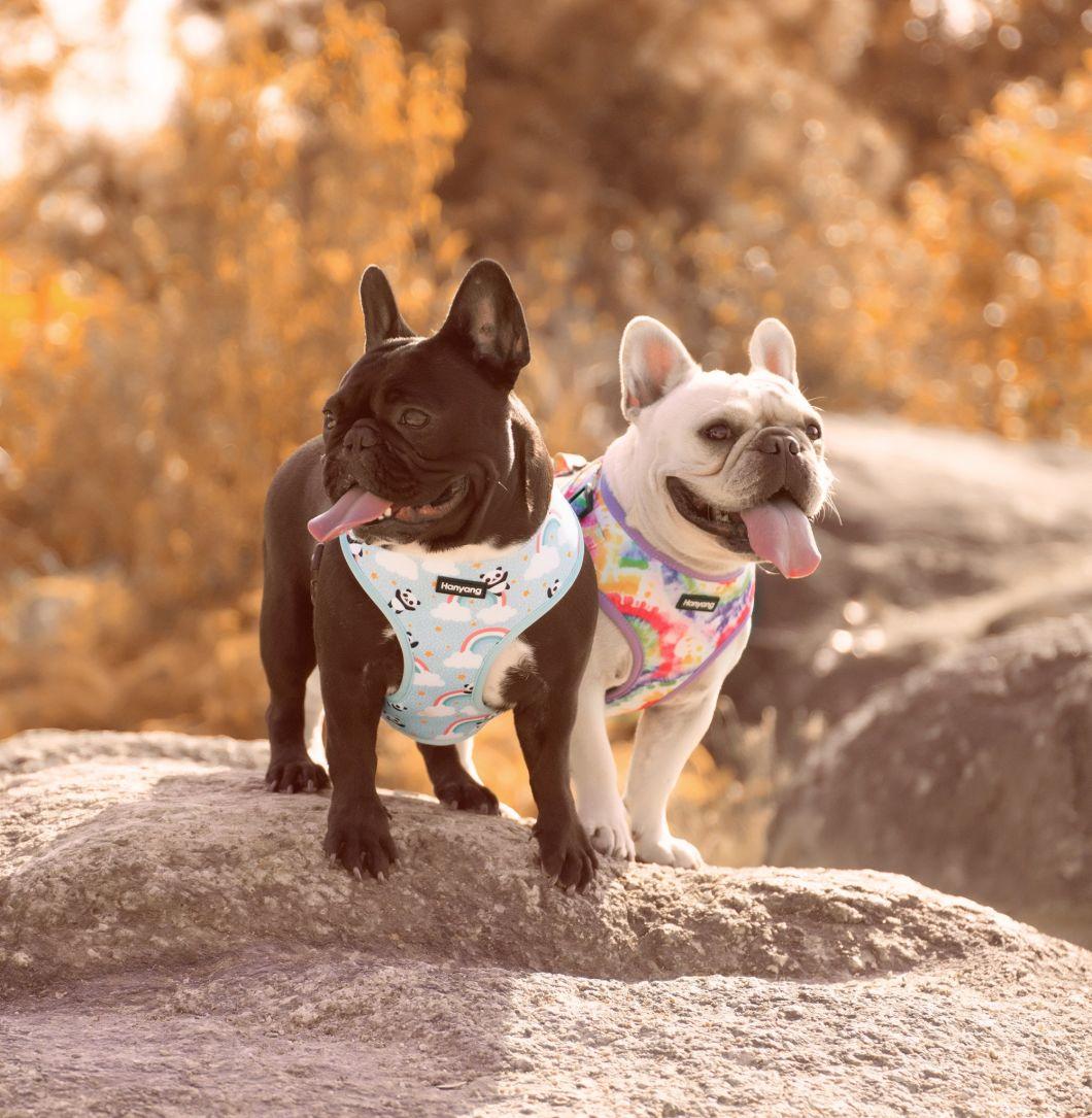 Free Samples Dog Harness Neoprene Pet Harness Customized Designs Dog Collars Dog Leash Pets Accessories