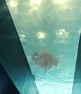 PMMA Glass Sheet for Swimming Pool