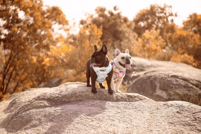 Upgrade Pet Supplies Comfortable Pet Harness Neck Adjustable Dog Harness with Matching Pet Collar and Leash