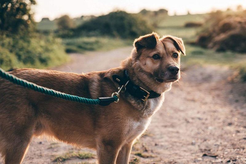 4.5 Feet Green Heavy Duty for Training, Walking, Hiking Dog Lead