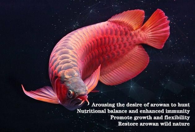 Active Formula Eco Fresh Insect for Arowana Fish