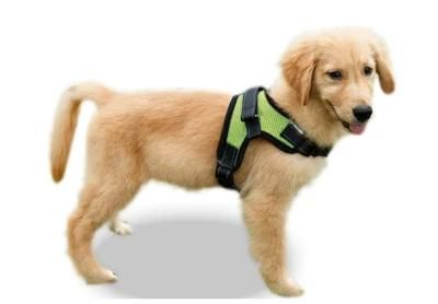 Enjoyable Outdoor Walking Harness for Usual Dog Leash