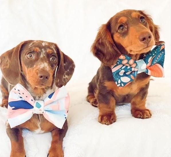 Custom Canvas Polyester Pet Dog Bowtie with Private Brand Logo