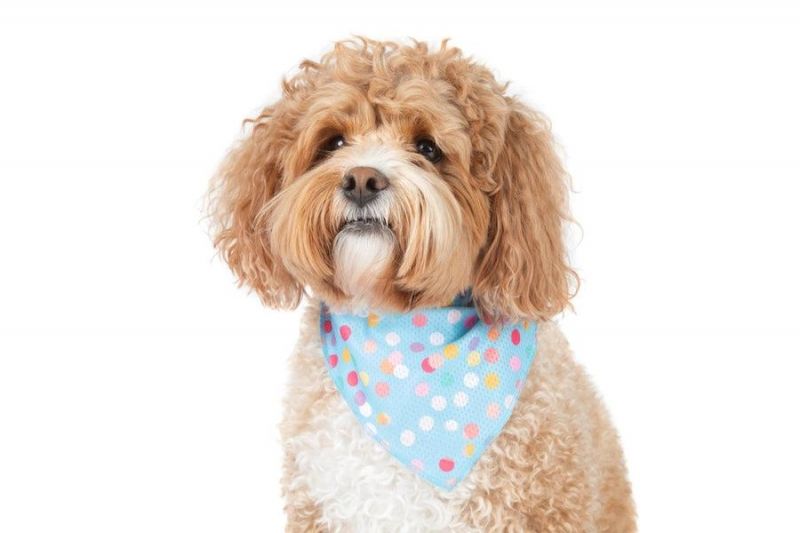 Wholesale Custom Pet Clothing Accessories Printed Pattern Cotton Soft Dog Bandana