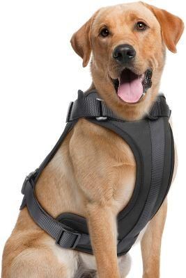 Comfortable and Cushioned No Pull Dog Harness with Fashionable Colors