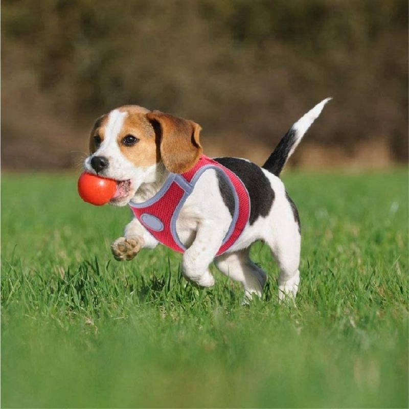 No Pull Reflective Mesh Dog Harness