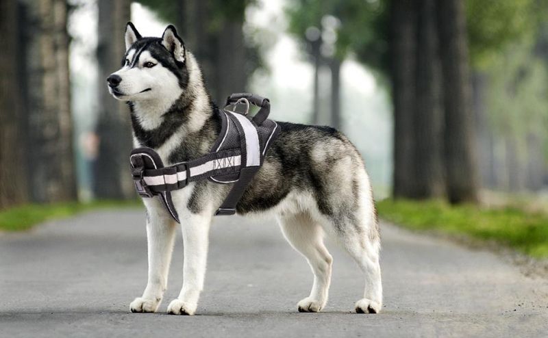 Black New Upgraded Ultra-Reflective Dog Harness for Safe Walking Night