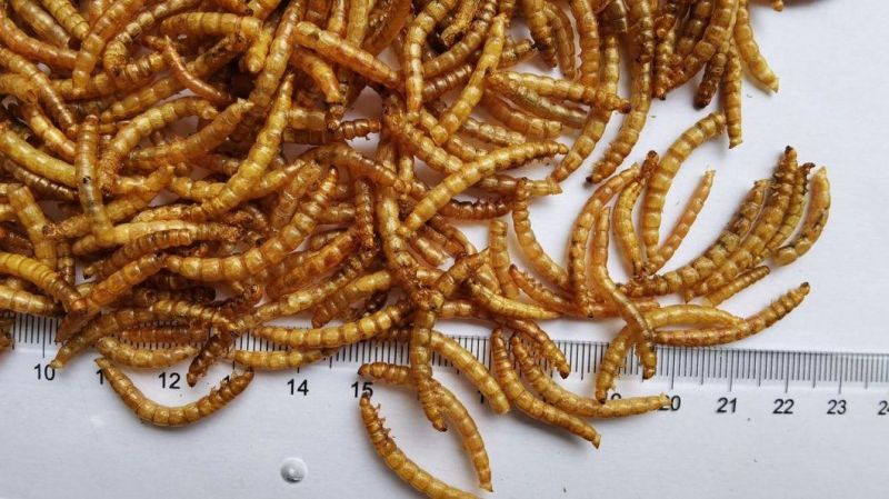 Dried Mealworms