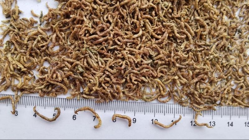 Fd Blood Worms for Aquarium Fish Food