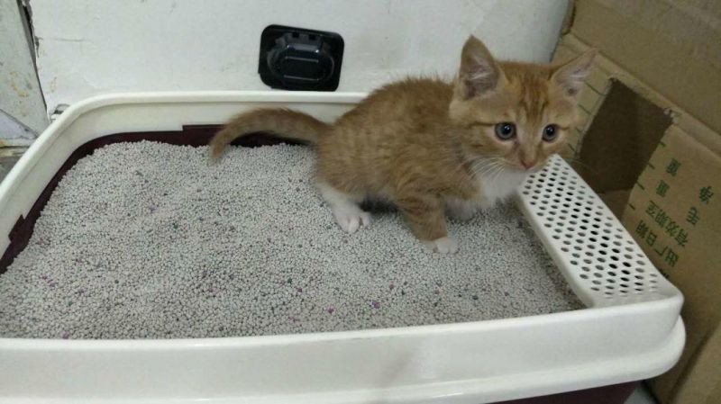 Bentonite Ball Shape Litter for Cat Toliet
