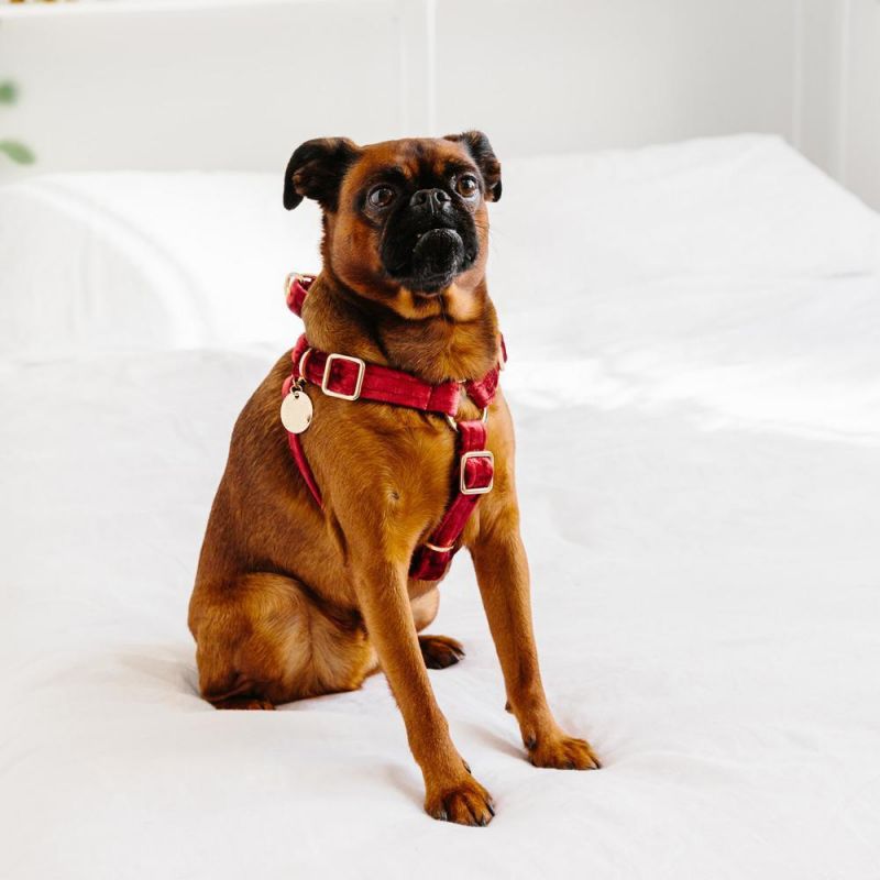 Velvet Non-Pull Dog Harness Wholesale Dog Harness