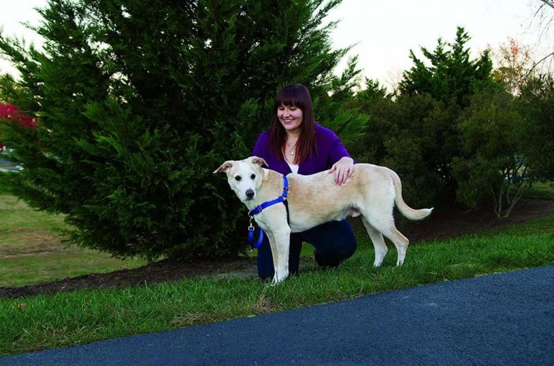 No Pull Dog Harness Perfect-Fit and Comfortable to Wear Front-Chest Leash Attachment