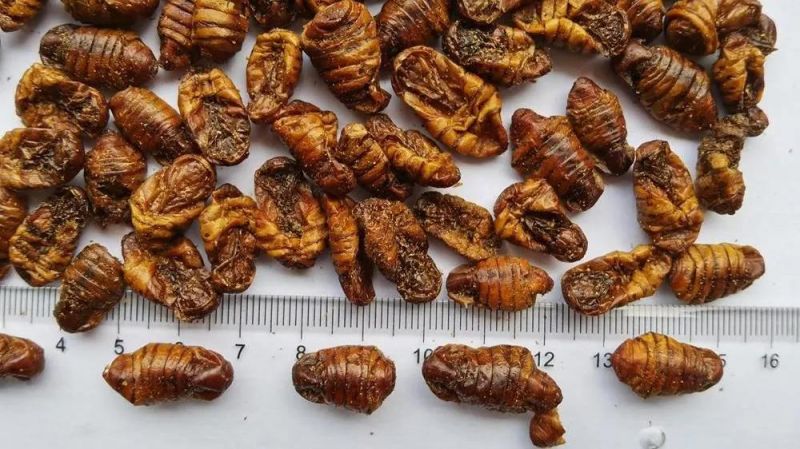 Animal Pet Food Silkworm Pupae