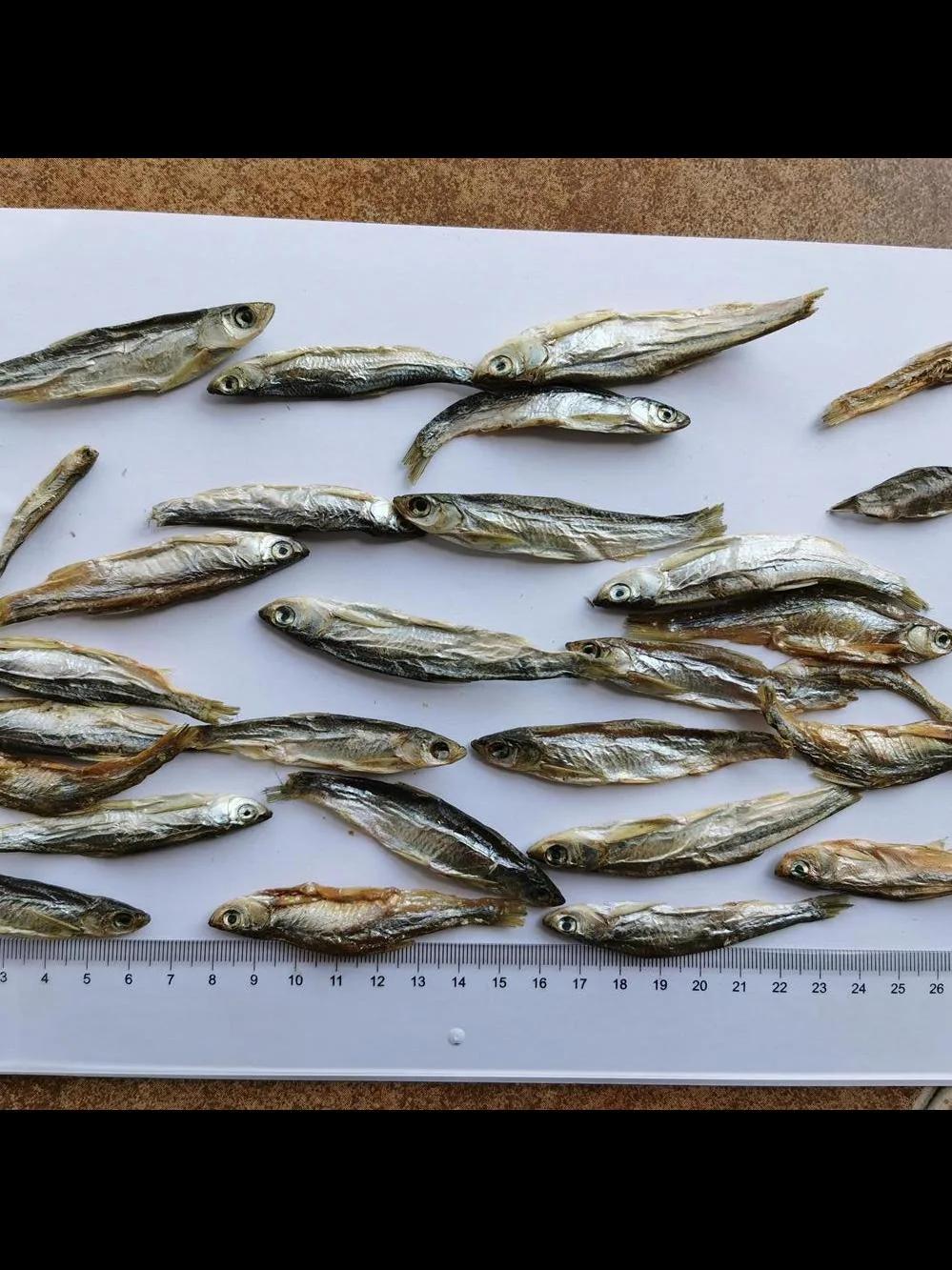 Chinese Supplier SD River Fish for Dogs/Cats/Turtles/Ornamental Fish Feeding